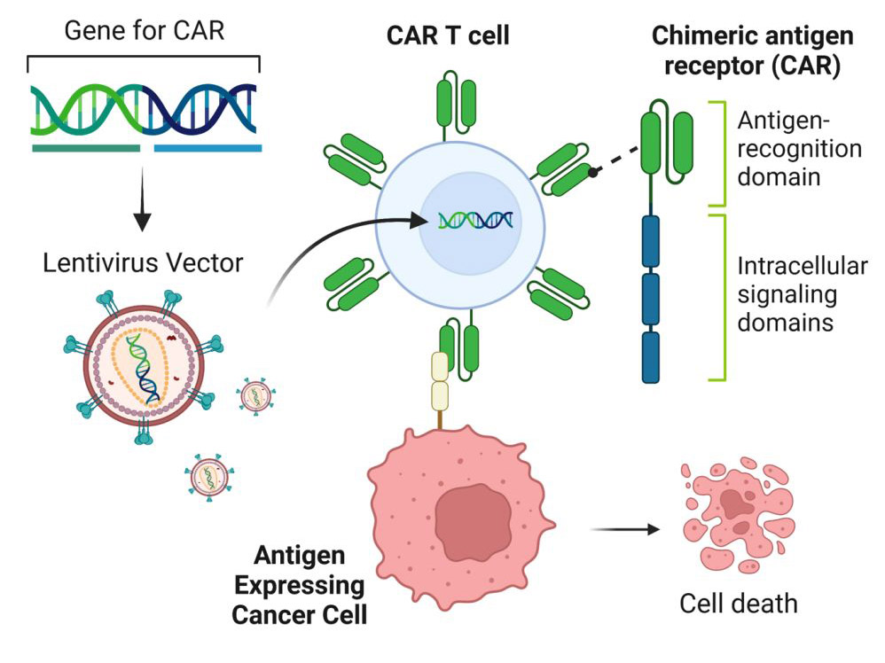 A 3D medical illustration showing CAR T-cells attacking cancer cells, representing advanced immunotherapy and personalized cancer treatment in 2025.